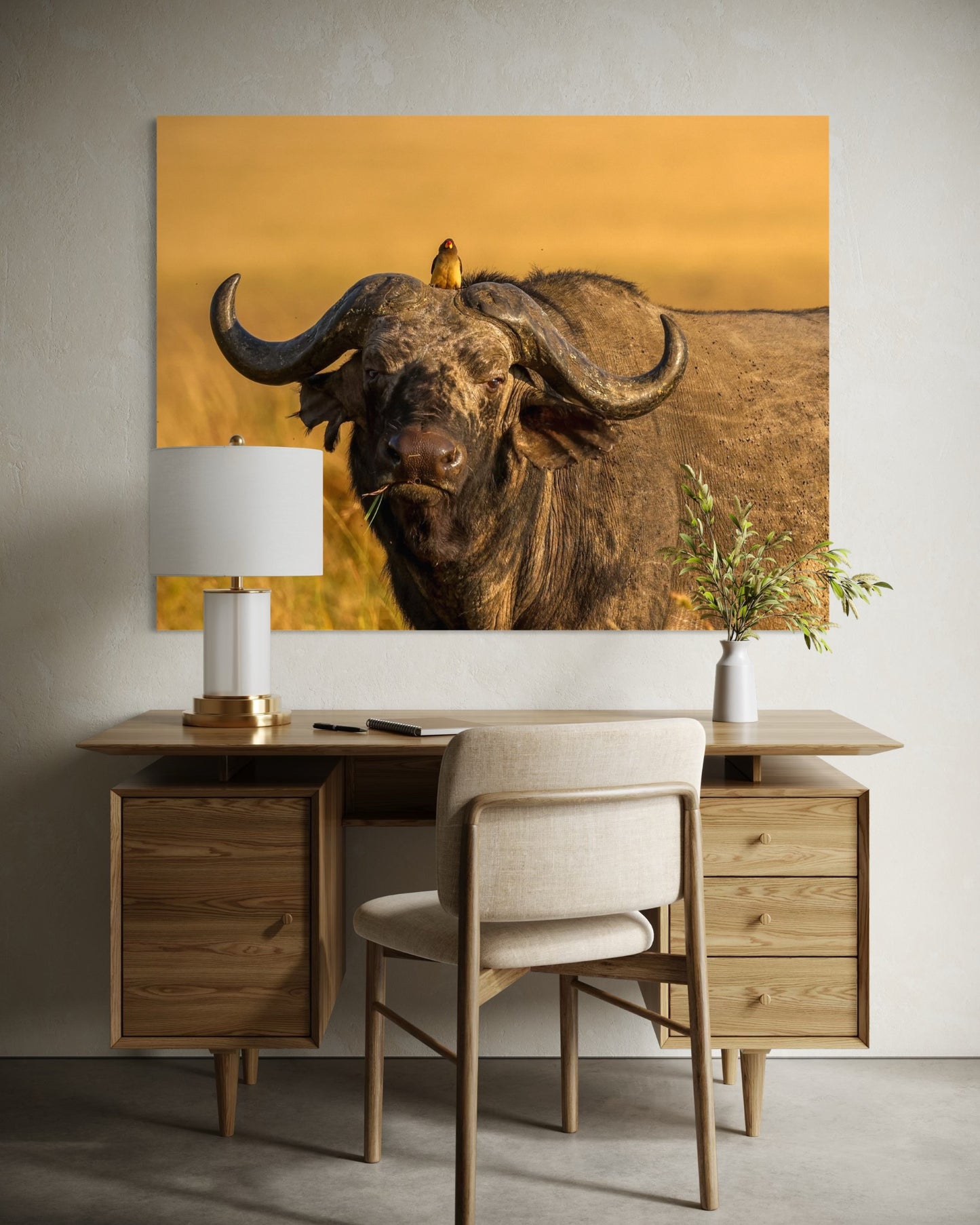 Buffalo Chewing Grass