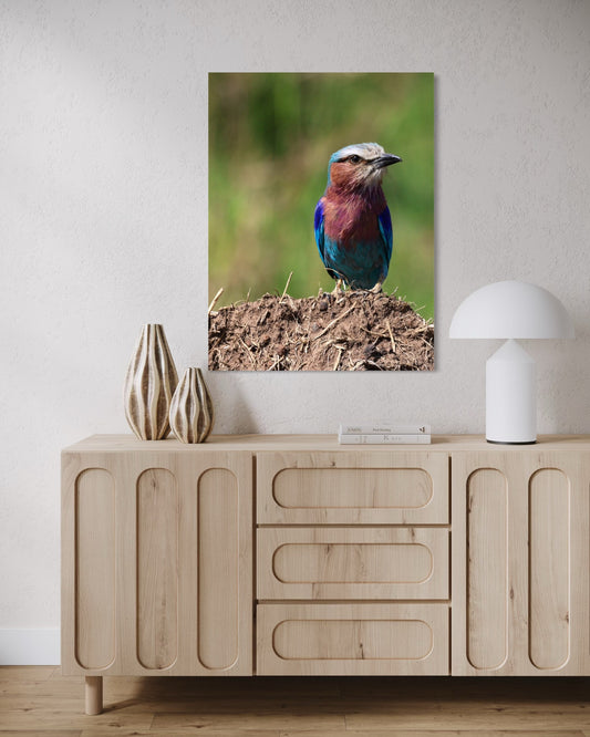 Lilac-breasted Roller
